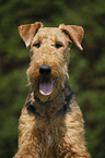 Airedale Terrier