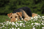 Airedale Terrier