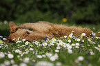 Airedale Terrier