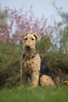 Airedale Terrier