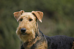 Airedale Terrier