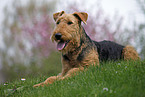 Airedale Terrier