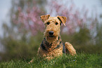 Airedale Terrier