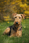 Airedale Terrier