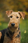 Airedale Terrier