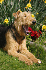 Airedale Terrier