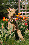 Airedale Terrier