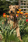 Airedale Terrier