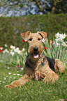 Airedale Terrier