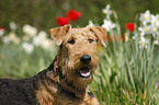 Airedale Terrier