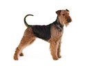 standing Airedale Terrier