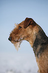 Airedale Terrier Portrait