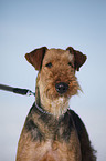 Airedale Terrier Portrait