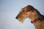 Airedale Terrier Portrait