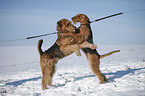 Airedale Terrier