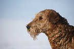 Airedale Terrier Portrait