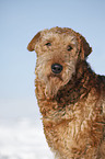 Airedale Terrier Portrait