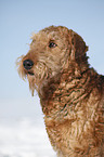 Airedale Terrier Portrait