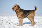 standing Airedale Terrier