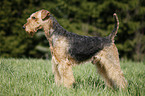 Airedale Terrier