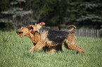 running Airedale Terrier