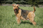 Airedale Terrier