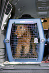 dog transport box