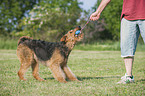 playing Airedale Terrier