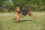 playing Airedale Terrier