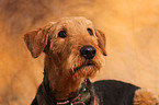 Airedale Terrier Portrait