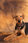 lying Airedale Terrier