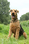 sitting Airedale Terrier