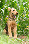 sitting Airedale Terrier