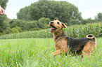 walking Airedale Terrier