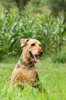 sitting Airedale Terrier