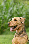 Airedale Terrier Portrait