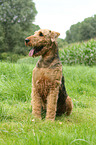 sitting Airedale Terrier
