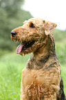 Airedale Terrier Portrait