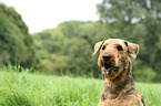 Airedale Terrier Portrait