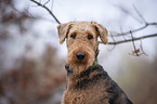 Airedale Terrier Portrait