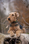 lying Airedale Terrier