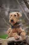 lying Airedale Terrier