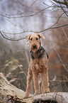 standing Airedale Terrier