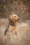 sitting Airedale Terrie
