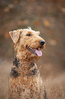 Airedale Terrier Portrait