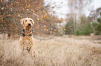 sitting Airedale Terrie