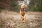 running Airedale Terrier