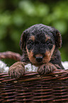 Airedale Terrier Puppy in the basket