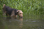 bathing Airedale Terrier