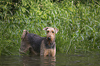 bathing Airedale Terrier